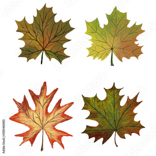 maple leaves