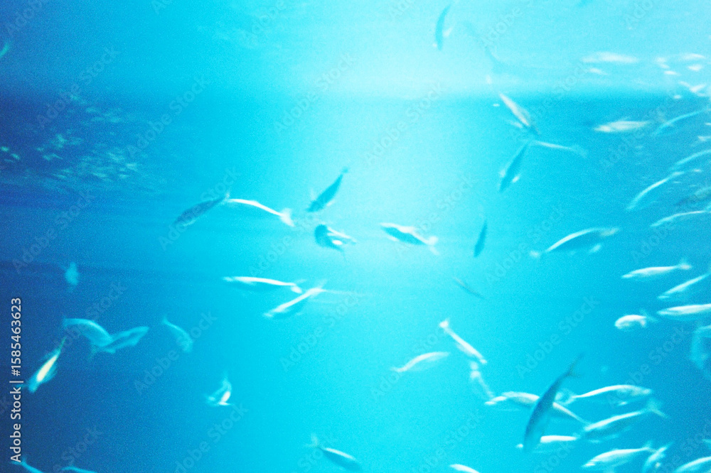Obraz premium School of fish swimming in clear blue water with sunlight filtering through, underwater scene