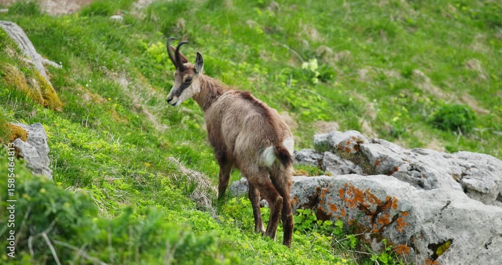 Wild alpine ibex standing alone in the Slovenian Julian Alps during summer light Wild alpine ibex standing alone in the Slovenian Julian Alps during summer light