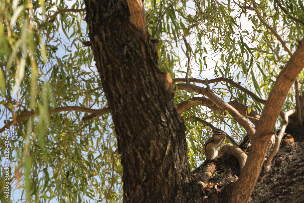 Fototapeta premium Squirrel Climbing on Tree Trunk Among Green Leaves on a Sunny Day 