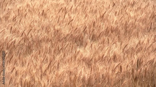 江別市の収穫前の小麦畑（秋播き） Wheat Field in Ebetsu Before Harvest (Autumn Sown)