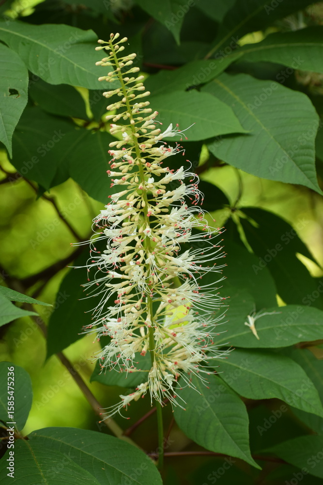 Naklejka premium caterpillar on a branch