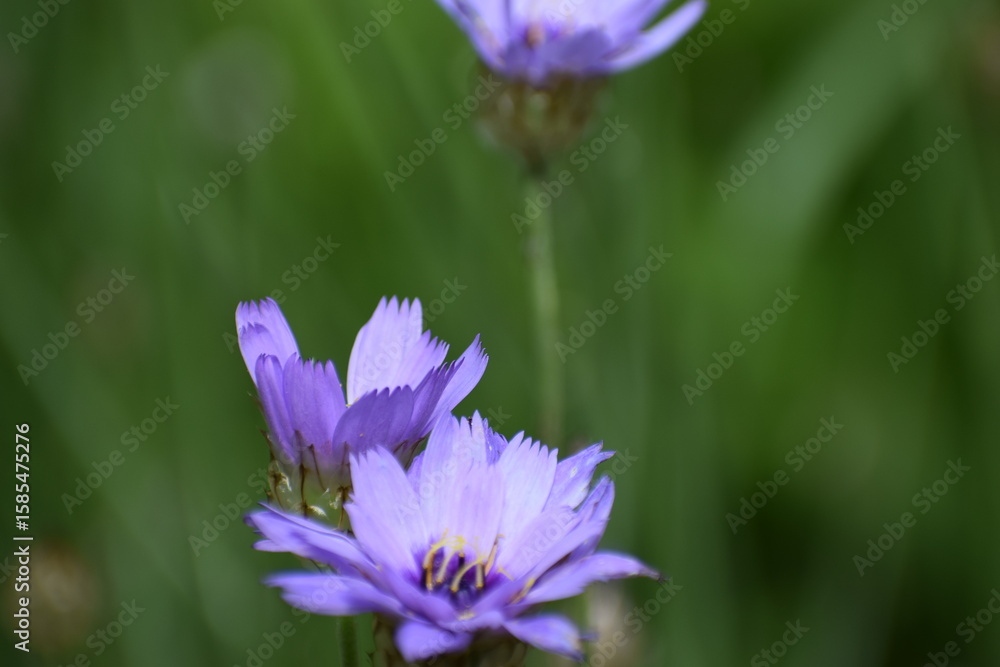 Fototapeta premium purple flower in the garden