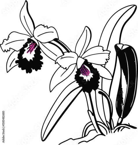 Two orchid flowers with leaves outline