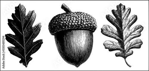 Vintage nature engravings: acorn and oak leaves illustration for botanical designs
