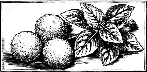 Vintage engraved illustration of arancini balls with basil leaves for culinary art design