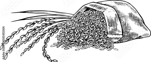 Burlap bags of rice and rice stalks next to them. Black and white graphics, vector illustrations. Design element for menus, recipes, and cookbooks. For banners, flyers, packaging, labels, and more.