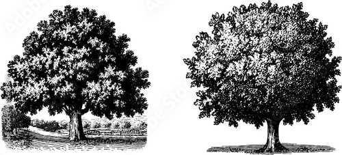 Engraved nature scene with country lane and majestic trees for artistic design