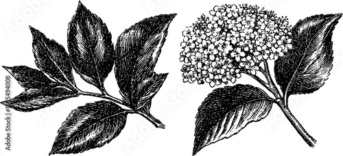 Engraved botanical illustrations of elderberry and leaves for nature design