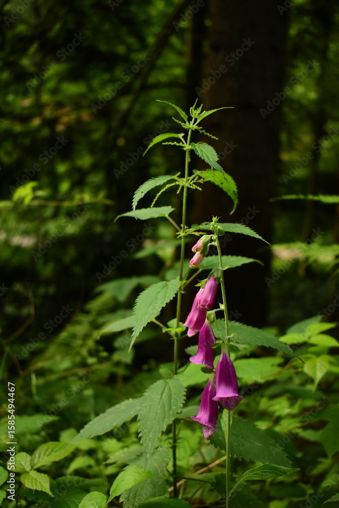 Obraz premium Purple bell flowers and nettles with a forest background