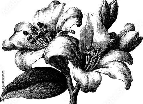 Vintage floral engraving with detailed floristry elements for artistic design