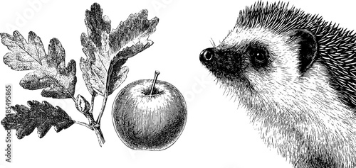 Engraved art of hedgehog and apple with oak leaves for nature design