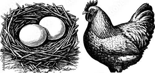 Vintage engraved illustration set of hen and egg basket for farmhouse decor and design