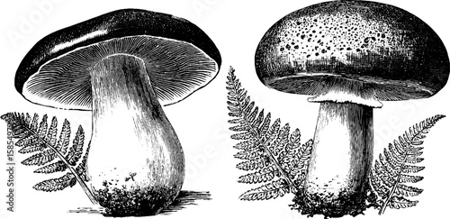 Intricate engraved mushroom and toadstool illustrations for nature themed designs