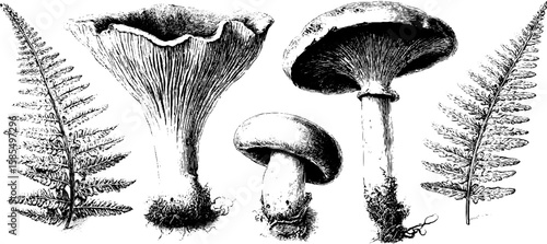 Detailed engraved illustrations of mushrooms and toadstools with ferns for botanical design