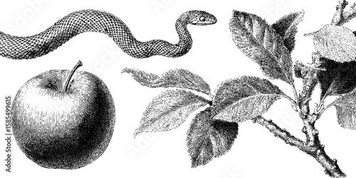 Engraved botanical art featuring apple, serpent, and branch for nature-inspired designs
