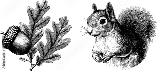 Engraved squirrel and acorn illustration set for nature designs and prints