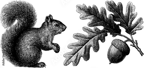 Vintage squirrel and acorn engraving for nature and wildlife design