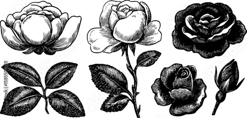Vintage floral millinery inspiration with engraved rose illustrations for design elements