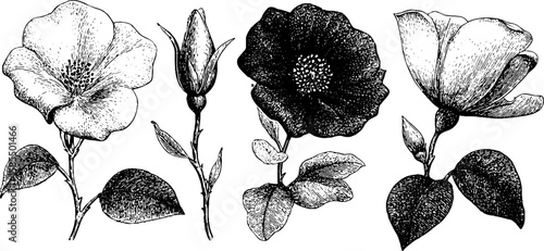 Vintage floral engravings set for millinery design and botanical art