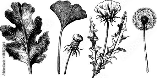 Vintage engraving of leaves and dandelion set for botanical design