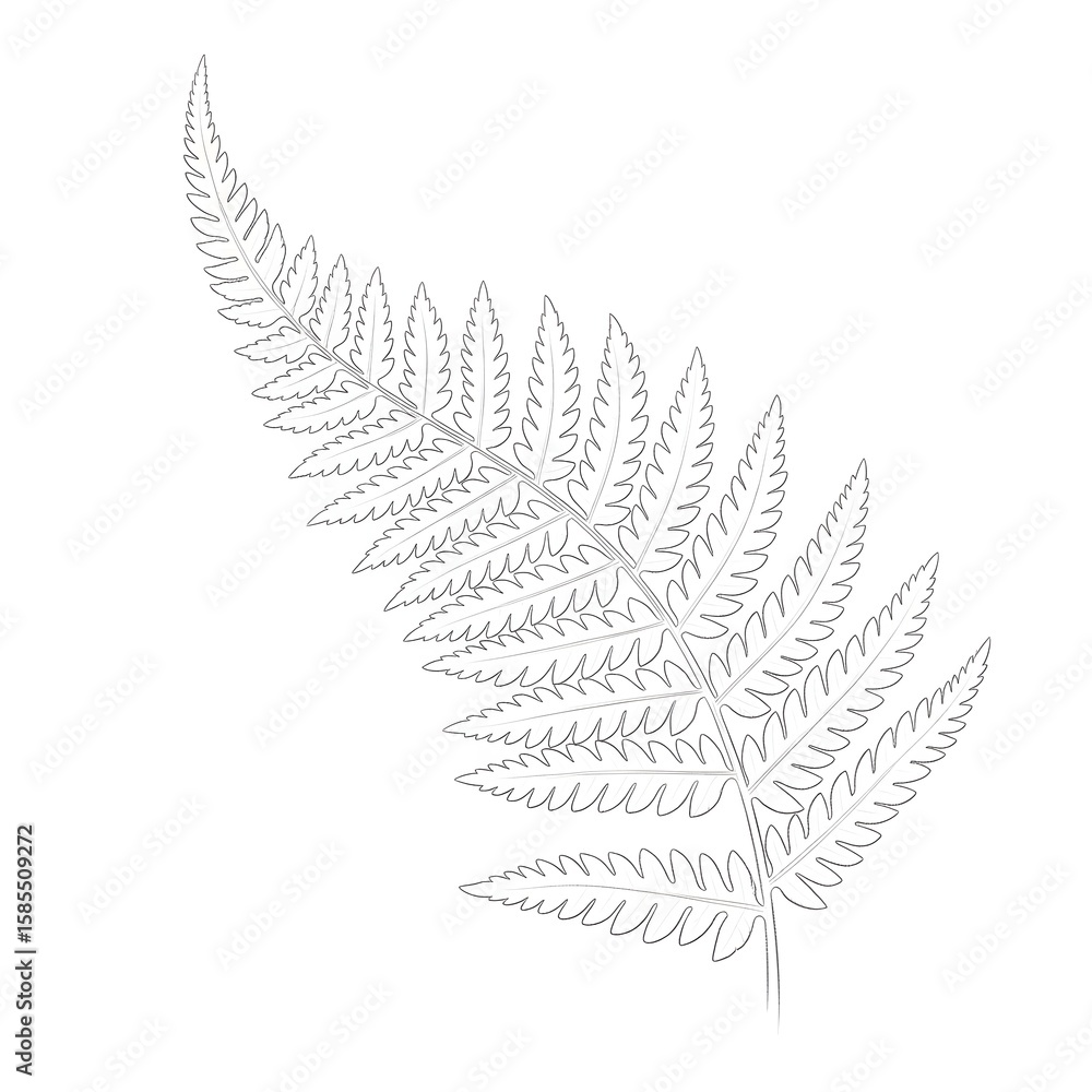 Outline of a Fern Leaf Outline of a Fern Leaf