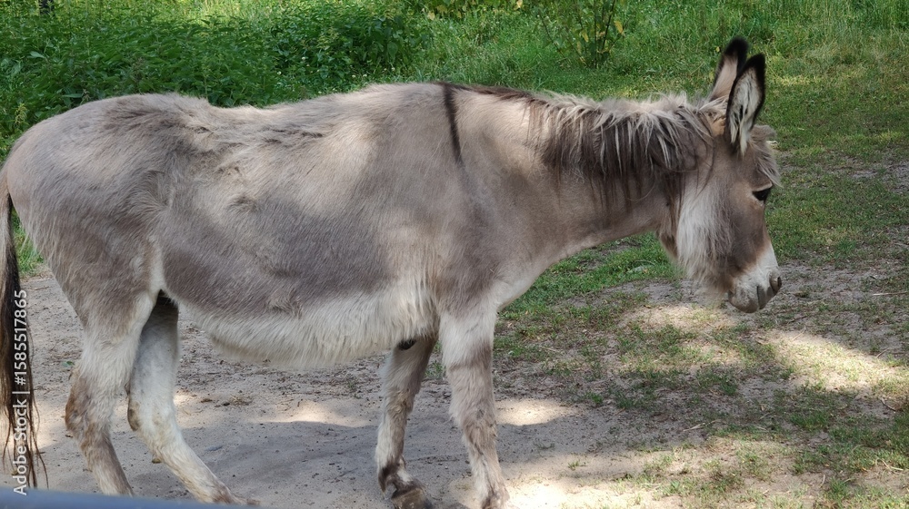 Fototapeta premium donkey in the field