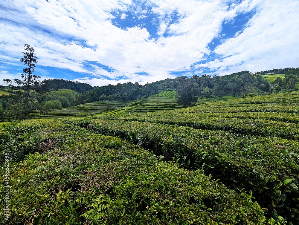 Fototapeta premium Panoramic view over the green tea fields of the Chá Gorreana tea plantation on Sao Miguel, the main island of the Azores.