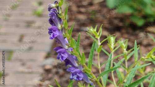 Tableau sur toile Baikal skullcap, also known as Baikal skullcap or Chinese skullcap