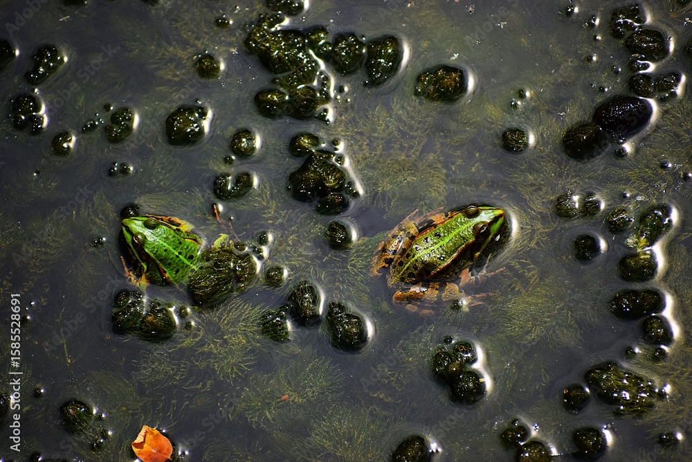 In the photo, there are 2 frogs in the water. In the photo, there are 2 frogs in the water.