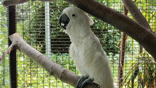 Photography white parrot in cage