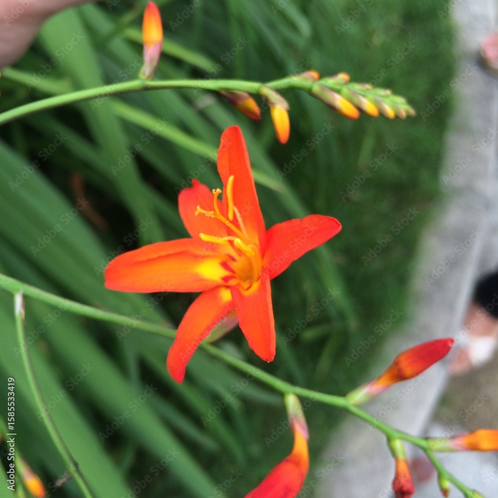 Fototapeta premium Orange flower with green leaves in the garden