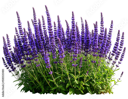 Wild Salvia Plant with Curved Stems in Natural Windblown Pose, Side View, isolated PNG.