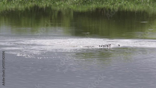  Alligators and Jumping Fish in Florida Lake
