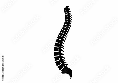Illustration of a human spine with vertebrae in black on a white background showing anatomy