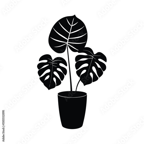 Monstera deliciosa plant in a pot silhouette