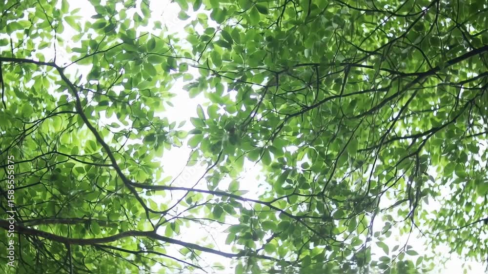 Lush Green Canopy Lush Green Canopy
