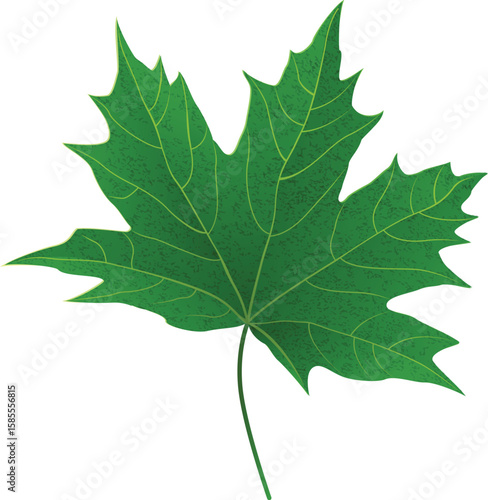 green maple leaf