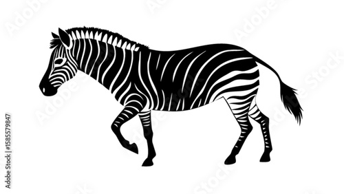 Black and white zebra vector illustration walking animal wildlife safari africa zoo mammal equine design art
