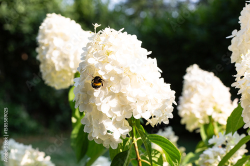 Bumblebee Resting on White Gypsophila Flowers (Baby’s Breath) in Bloom