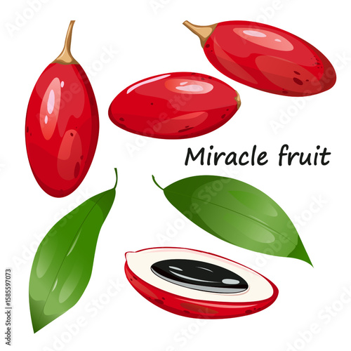 Miracle fruit. Can be used in health and wellness blogs, superfood packaging, botanical posters, dietary supplement labels, herbal product branding, educational materials, tropical fruit catalogs
