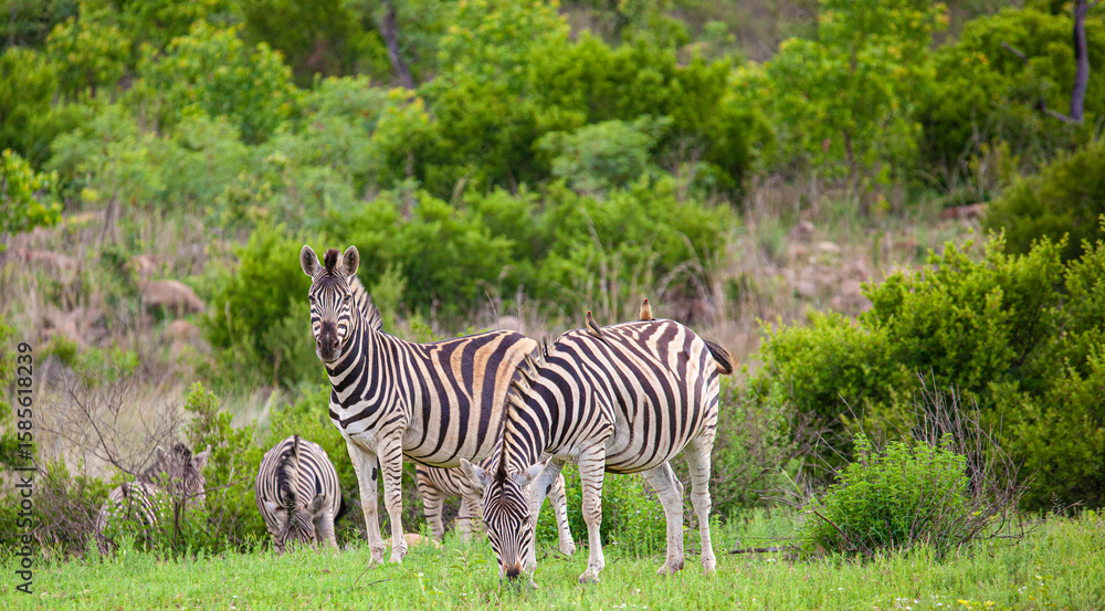 Obraz premium zebra eating grass