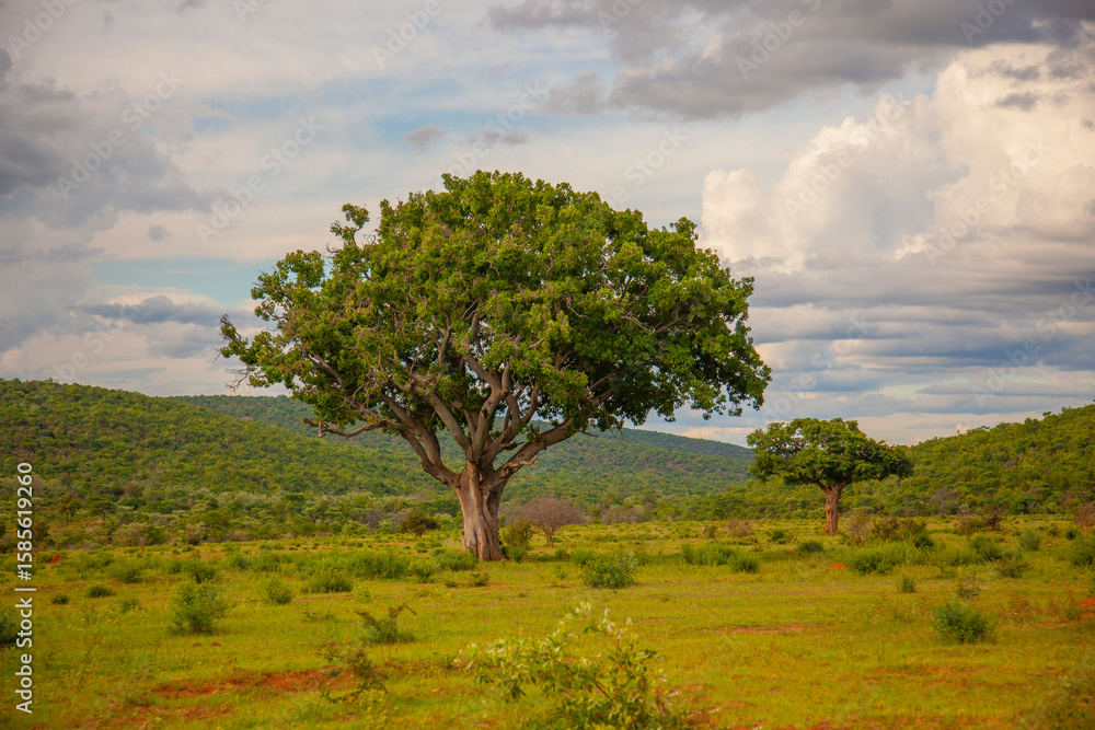 Fototapeta premium tree in the field