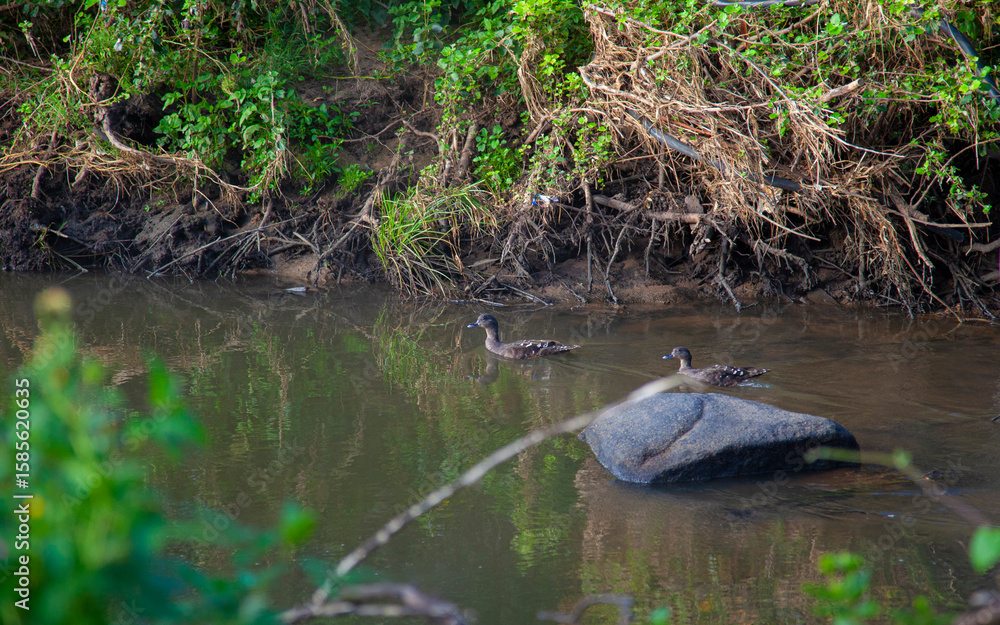 Obraz premium frog in the pond
