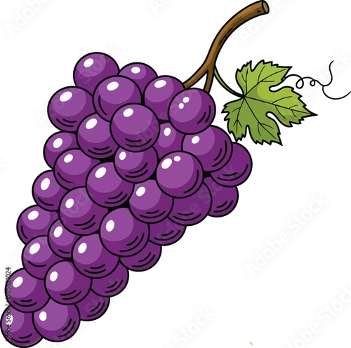 A vibrant illustration of a cluster of ripe purple grapes, with a green leaf.