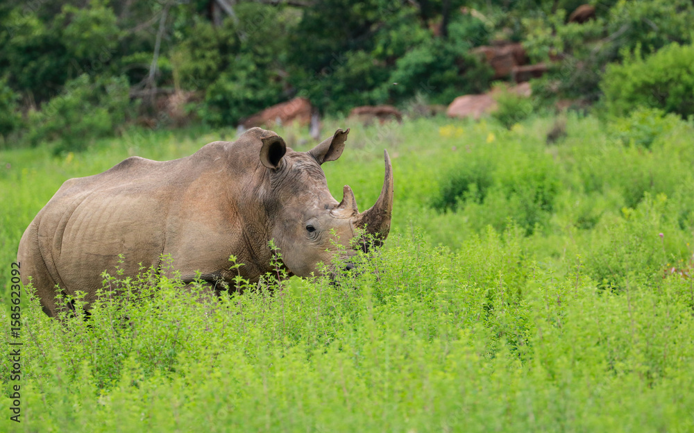 Fototapeta premium rhino in the wild
