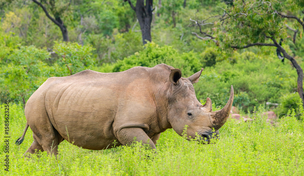 Obraz premium rhino in the wild