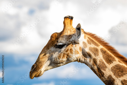 Canvas Print portrait of giraffe