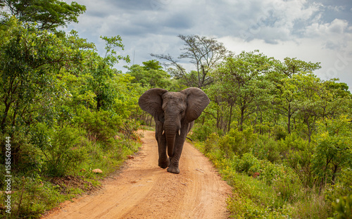 Photography elephant walking in the forest