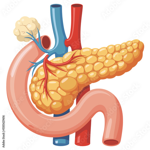 Detailed illustration of the human pancreas and duodenum with blood vessels